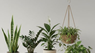 Оаза в квартирі: топ-5 кімнатних рослин, які очищують повітря та не потребують складного догляду