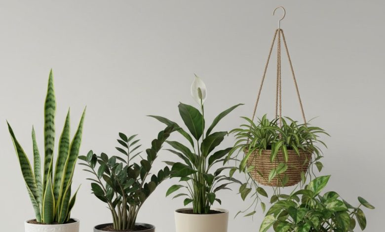 Оаза в квартирі: топ-5 кімнатних рослин, які очищують повітря та не потребують складного догляду
