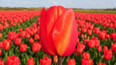 Тюльпани Дарвіна від Matla Flowers