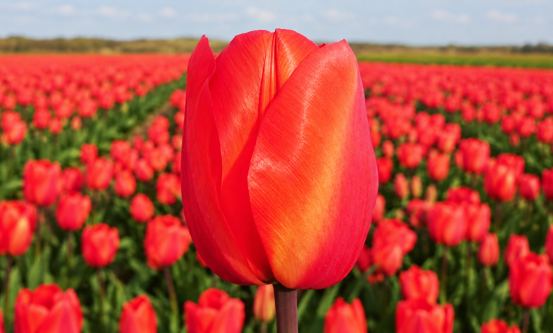 Тюльпани Дарвіна від Matla Flowers
